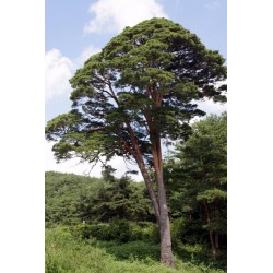 Semillas de Pino rojo Japonés Pinus densiflora